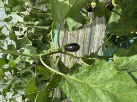 Thrips sur culture d'aubergines sous abri